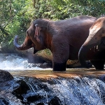 Full Day Blue Daily Elephant Care, Elephants Chill out in Waterfall