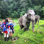 Private VIP Elephant Experience, Rafting, Waterfall, Lunch in Treehouse 