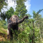 Full Day Blue Daily Elephant Care, Elephants Chill out in Waterfall