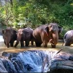 Full Day Blue Daily Elephant Care, Elephants Chill out in Waterfall