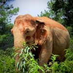 3 Experiences: Ethical Hands Off Elephant Sanctuary, Rafting, Waterfall 