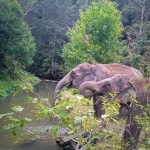 Half Day Morning Blue Daily Elephant Care, Hands-off and Ethical